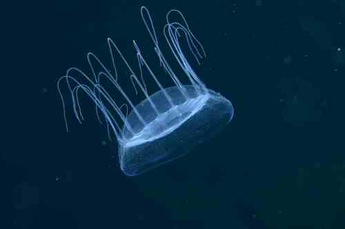 Representative image of Solmissus albescens