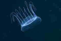 Solmissus albescens