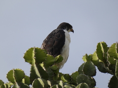 Buteo augur