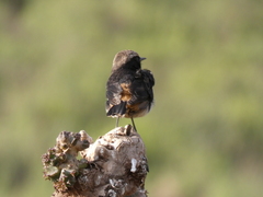 Oenanthe lugubris schalowi