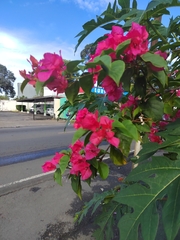 Bougainvillea glabra