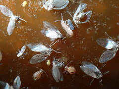 Dicyrtomidae