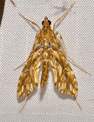 Rhectosemia
