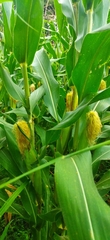 Zea mays