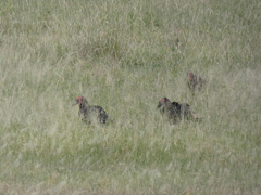 Bucorvus leadbeateri