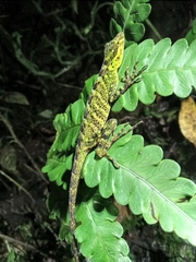 Anolis fitchi