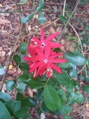 Passiflora glandulosa