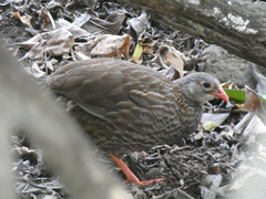 Pternistis squamatus