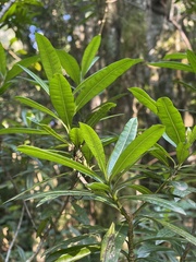 Strophanthus speciosus