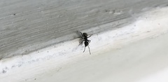 Dolichoderus bispinosus