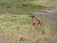 Tragelaphus sylvaticus