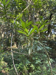 Strophanthus speciosus