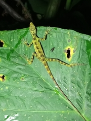 Anolis fitchi
