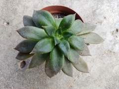 Rosularia