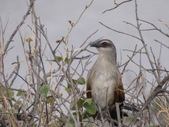 Centropus superciliosus