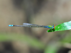 Pseudagrion rubriceps