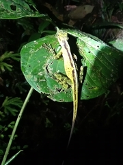 Anolis fitchi