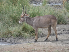 Kobus ellipsiprymnus