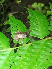 Pristimantis bicantus