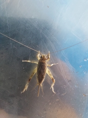 Gryllidae
