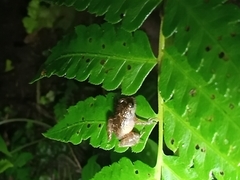 Pristimantis bicantus