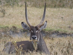 Kobus ellipsiprymnus defassa