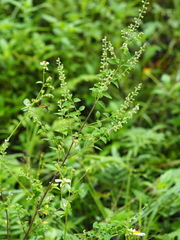 Mosla dianthera