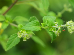 Mosla dianthera