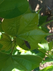Coreoidea