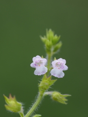 Mosla dianthera