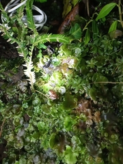 Pristimantis bicantus