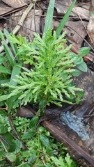 Selaginella delicatula