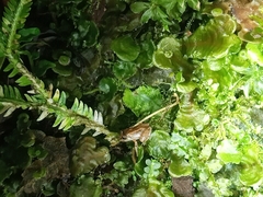 Pristimantis bicantus