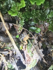 Pristimantis bicantus