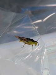 Paulinia acuminata