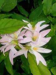 Zephyranthes atamasco