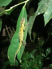 Anolis fitchi