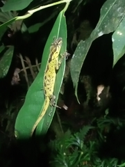 Anolis fitchi