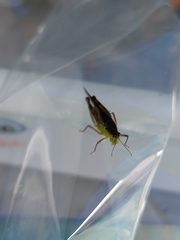 Paulinia acuminata
