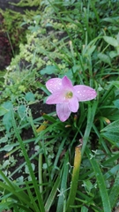 Zephyranthes rosea