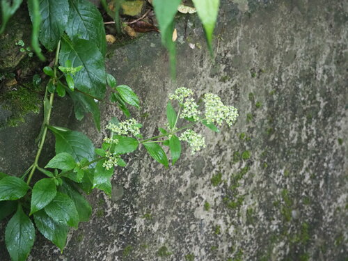 Patrinia villosa, photograph 1