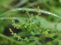 Mosla dianthera