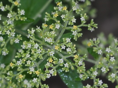 Patrinia villosa, photograph 葉子, CC0, iNaturalist via GBIF