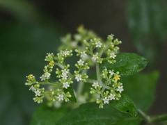 Patrinia villosa