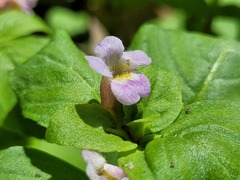 Limnophila rugosa