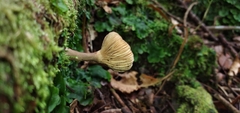 Lactarius costaricensis