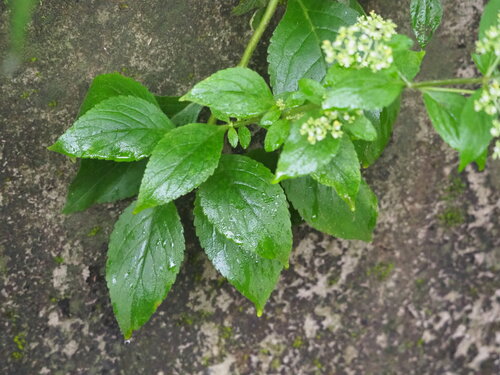 Patrinia villosa, photograph 2