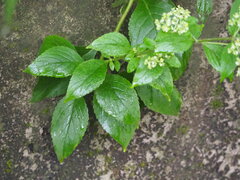 Patrinia villosa, photograph 葉子, CC0, iNaturalist via GBIF