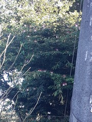 Calliandra surinamensis