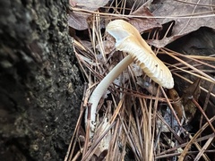 Amanita